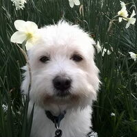 Foto 1 van een Coton de Tulear