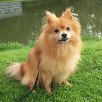 Foto 3 van een Keeshond, Middenslag