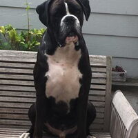 Foto 7 van een Boxer