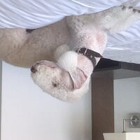 Foto 3 van een Bedlington Terrier