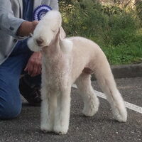 Foto 2 van een Bedlington Terrier