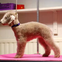 Foto 1 van een Bedlington Terrier