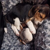 Foto 1 van een Beagle
