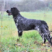 Foto 1 van een Münsterlander, Grote