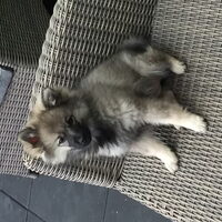 Foto 2 van een Keeshond, Middenslag