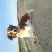 Foto 1 van een Kooikerhondje