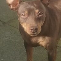 Foto 1 van een Dwergpinscher