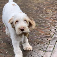 Foto 1 van een Spinone Italiano