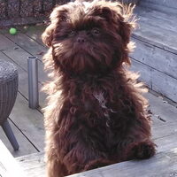 Foto 1 van een Boomer