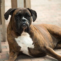 Foto 5 van een Boxer