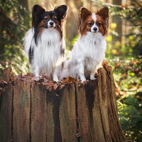 Foto 1 van een Epagneul Nain Continental, Papillon