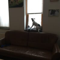 Foto 1 van een Parson Russell Terriër