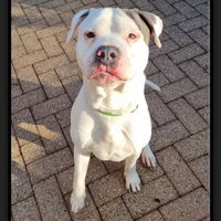 Foto 4 van een American Staffordshire Terrier