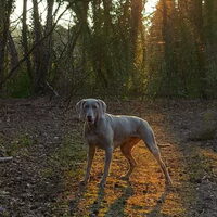 Foto 3 van een Weimaraner