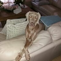 Foto 2 van een Weimaraner