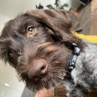 Foto 3 van een Duitse Staande Hond, Draadhaar