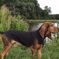 Foto 2 van een Jura Laufhund