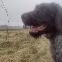Foto 2 van een Duitse Staande Hond, Draadhaar