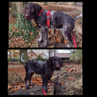 Foto 1 van een Duitse Staande Hond, Draadhaar