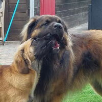 Foto 1 van een Leonberger