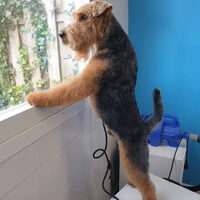 Foto 1 van een Welsh Terrier