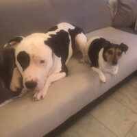 Foto 2 van een American Staffordshire Terrier