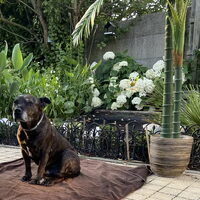 Foto 1 van een American Staffordshire Terrier