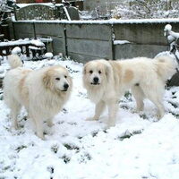 Foto 9 van een Pyrenese Berghond