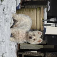 Foto 1 van een West Highland White Terrier