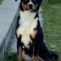 Foto 1 van een Appenzeller Sennenhond