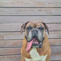 Foto 3 van een Boxer