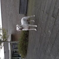 Foto 2 van een Dogo Argentino
