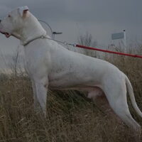 Foto 1 van een Dogo Argentino