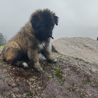 Foto 3 van een Cão da Serra da Estrela, langhaar
