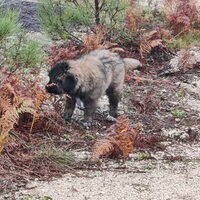 Foto 2 van een Cão da Serra da Estrela, langhaar
