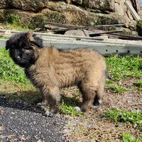 Foto 1 van een Cão da Serra da Estrela, langhaar