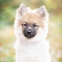 Foto 1 van een Keeshond, Middenslag
