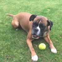 Foto 2 van een Boxer