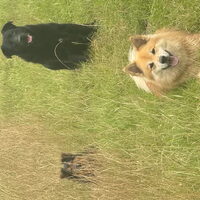 Foto 1 van een IJslandse Hond