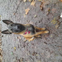 Foto 1 van een Belgische Herdershond, Mechelse