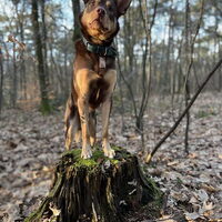 Foto 1 van een Australian Kelpie