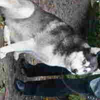 Siberian Husky