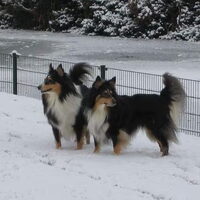 Shetland Sheepdog
