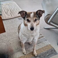 Foto 3 van een Boerenfox