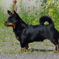 Foto 4 van een Lancashire Heeler