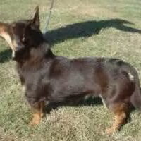 Foto 3 van een Lancashire Heeler