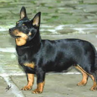 Foto 2 van een Lancashire Heeler