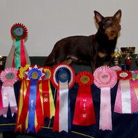 Foto 1 van een Lancashire Heeler