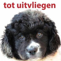 Foto 1 bij Van dekking tot uitvliegen