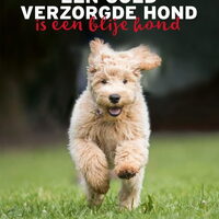 Foto 1 bij Een goed verzorgde hond is een blije hond